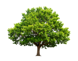 Isolated image of a big tree with beautiful leaves on a transparent background png fi  (2)