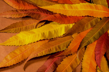 Autumn colors - rusty leaves of staghorn sumac, rhus typhina