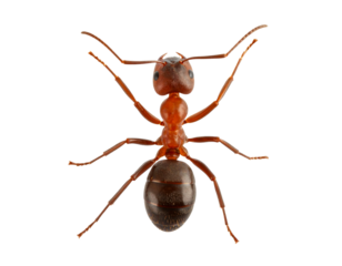 Vibrant Red Ant on Transparent Background for Professional Projects