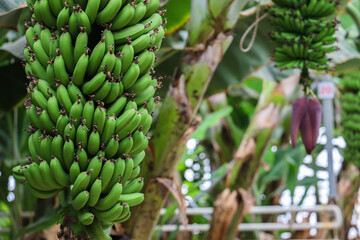 Large bunch of unripe green bananas growing on banana tree in tropical environment. Natural agricultural background with exotic vegetation.