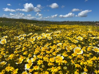 Spring Wildflowers Blooming on a Sunny Meadow
