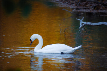 A lone white swan floats through golden reflections on a calm lake&mdash;autumn leaves paint the water in warm hues at Zalew Zemborzycki, Poland