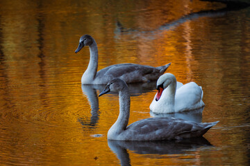 White and gray swans glide across a golden autumn pond at Zalew Zemborzycki, Poland—reflections...