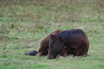 A sleepy brown horse rests in a grassy field.