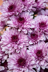 pink chrysanthemum flowers