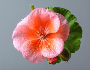 Close-up of a vibrant pink and orange geranium flower with water droplets