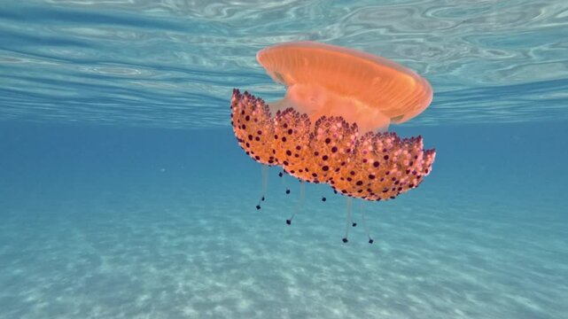 This stunning underwater video captures a jellyfish gracefully floating just beneath the water's surface, showcasing its delicate, transparent bell and colourful tentacles.