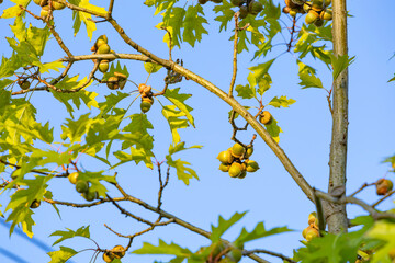 Oak tree with green leaves and young acorns against the blue sky.