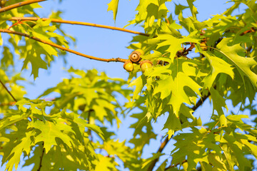 Oak tree with green leaves and young acorns against the blue sky.
