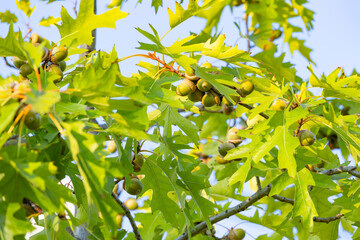 Oak tree with green leaves and young acorns against the blue sky.
