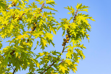 Oak tree with green leaves and young acorns against the blue sky.