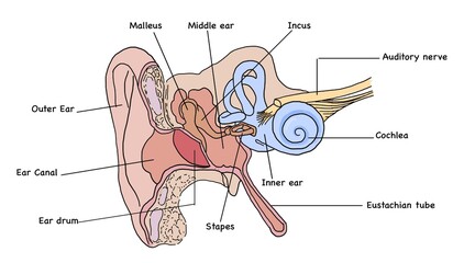 Human Ear Anatomy Diagram – Outer, Middle, Inner Ear Labeled