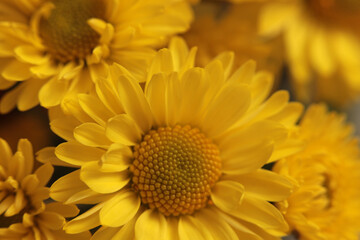 Close-up selective soft focus yellow Flower bud, pestle; stamen, petals. Natural macro background