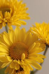 Fototapeta premium Close-up selective soft focus yellow Flower bud, pestle; stamen, petals. Natural macro background