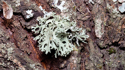 lichen on tree bark