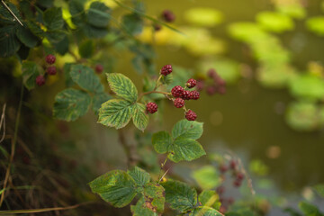 Wooden raised garden beds with fresh green herbs and flowering plants in a sunny eco garden. Sustainable gardening concept with organic growth and natural landscape background.