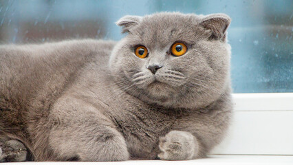 british shorthair cat