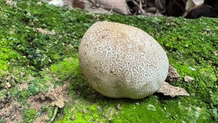 A round puffball mushroom on the forest