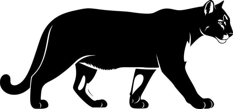 Mountain lion silhouette. This image shows a black silhouette of a mountain lion, also known as a cougar or puma, in a walking stance. Vector clipart illustration design.