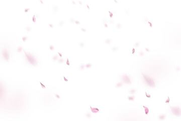Soft Pink Petals Scattered on Transparent PNG with White Background, Ideal for Digital Overlays, Invitations, Artistic Designs, and Romantic-Themed Projects Needing a Delicate, Dreamy Floral Accent

