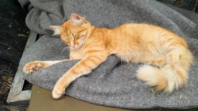 our Ukrainian military cat is blissfully resting in the tent of our forest camp, while there is no shelling