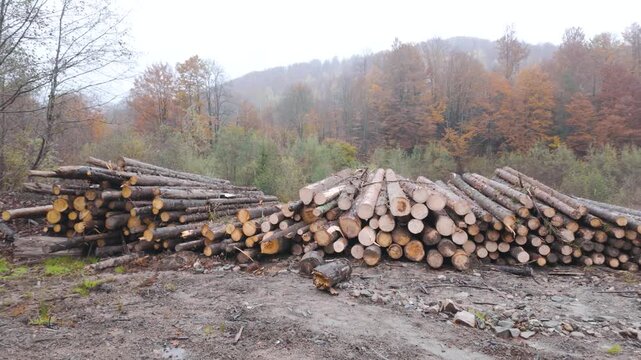 Ukraine, there is a lot of quality timber in the Carpathians, which is needed by the economy. Autumn, beautiful orange mountains, foggy weather