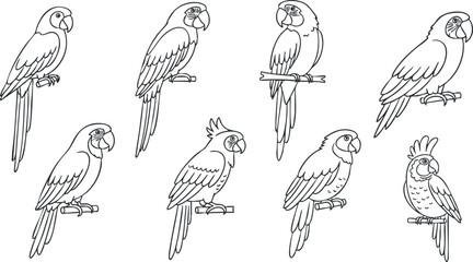 Fototapeta premium A collection of hand-drawn parrot illustrations in line art style for coloring and design.