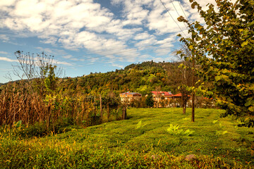 Historic Laz mansions in the Black Sea