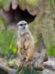 A meerkat standing on guard against a blurred background