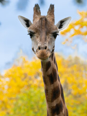 Portrait of a giraffe on a blurred background