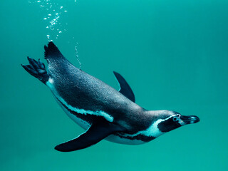 a beautiful penguin swimming underwater
