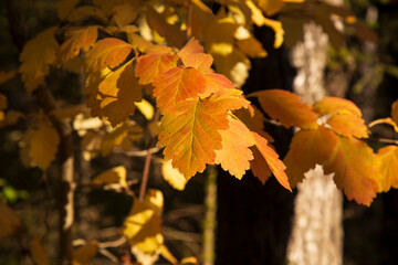 Beautiful autumn landscape on a sunny day.