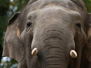 Fototapeta premium Portrait of an Indian elephant against a blurred background