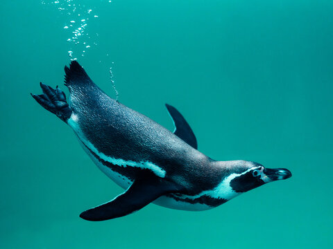 a beautiful penguin swimming underwater