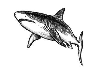 Great white shark sketch hand drawn with pencil textures line art. Black vector monochrome design inspired by ocean wildlife. Perfect for logo design textile print tattoo drawing engraving and more.