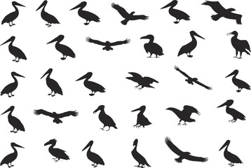Pelican silhouette, bird of prey, flying raptor, wildlife icon, avian shape, black vector, nature graphic, animal pose, flat vector illustration