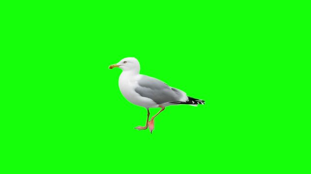 3d realistic Seagull walking loop animation in Side view on Green Screen, 4k high resolution of a Big seagull or Pacific albatross walk on chroma key, can change the background