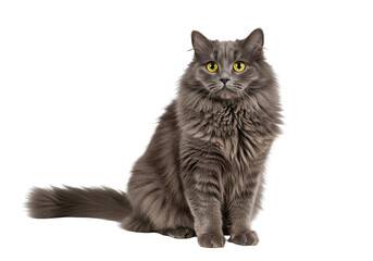 Fototapeta premium Portrait of a fluffy cute and happy gray cat with yellow eyes sitting and looking at the camera directly ahead calmly on transparent background