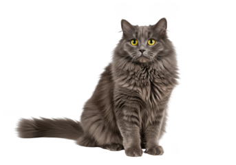 Portrait of a fluffy cute and happy gray cat with yellow eyes sitting and looking at the camera directly ahead calmly on transparent background