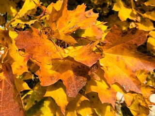 Closeup of colorful maple leaves in autumn
