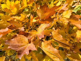 Closeup of colorful maple leaves in autumn
