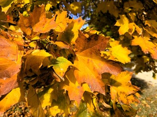 Closeup of colorful maple leaves in autumn
