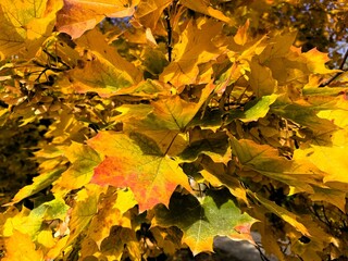 Closeup of colorful maple leaves in autumn
