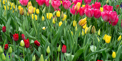 Tulip flowers in garden. Bloom tulips in park on flower bed, April bouquet, blooming tulipa