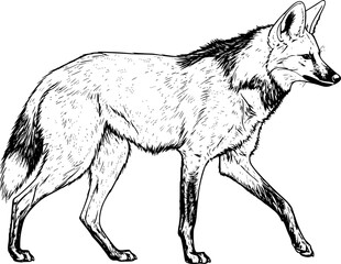 Obraz premium Maned wolf drawing. This image showcases a maned wolf, a unique South American canid with long legs and reddish-brown fur. The sketch highlights its distinct form. Vector sketch line art draw.