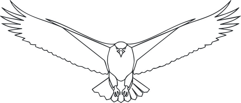 A detailed outline illustration of a soaring hawk with extended wings in flight.