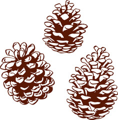 Hand drawn pine cones in brown line art. Detailed forest botanical vector illustration. Natural and decorative autumn or winter graphic.