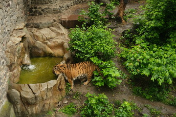 Tiger in the Zoo