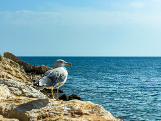 Seagull perched on rocky shore overlooking calm ocean waters in bright daylight