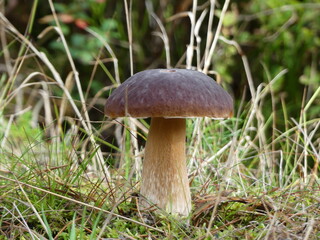 orange cap boletus